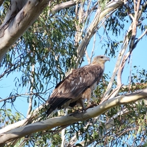 Haliaeetus leucogaster at Bermagui, NSW - 12 Mar 2025 09:02 AM