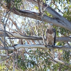 Haliaeetus leucogaster at Bermagui, NSW - 12 Mar 2025 09:02 AM