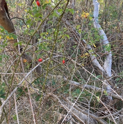 Rosa sp. (A Wild Rose) at Watson, ACT - 12 Mar 2025 by waltraud