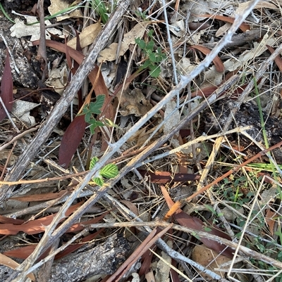 Rubus anglocandicans (Blackberry) at Watson, ACT - 12 Mar 2025 by waltraud