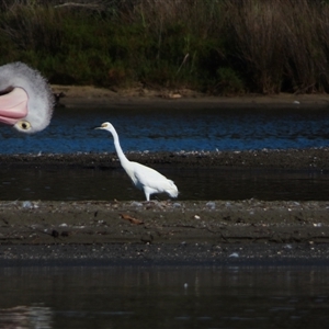 Egretta garzetta at Wallaga Lake, NSW - 13 Mar 2025 09:28 AM