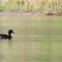 Anas castanea at Bermagui, NSW - 13 Mar 2025 09:51 AM