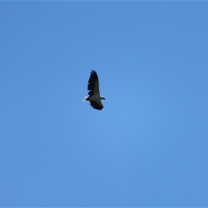 Haliaeetus leucogaster at Dignams Creek, NSW - 13 Mar 2025 10:28 AM