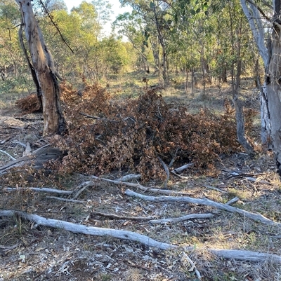 Pyracantha angustifolia (Firethorn, Orange Firethorn) at Watson, ACT - 12 Mar 2025 by waltraud