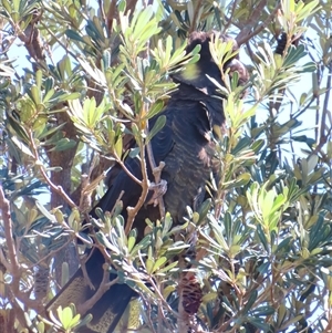 Zanda funerea at Wallaga Lake, NSW - 13 Mar 2025 12:35 PM