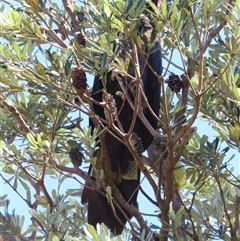 Zanda funerea at Wallaga Lake, NSW - 13 Mar 2025 12:35 PM