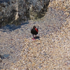 Haematopus fuliginosus at Wallaga Lake, NSW - suppressed