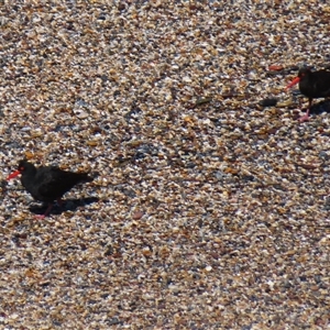 Haematopus fuliginosus at Wallaga Lake, NSW - suppressed