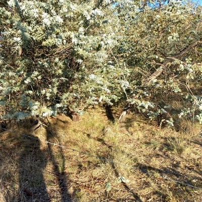 Acacia baileyana (Cootamundra Wattle, Golden Mimosa) at Watson, ACT - 12 Mar 2025 by waltraud