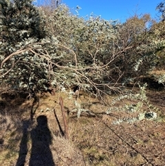 Acacia baileyana at Watson, ACT - 12 Mar 2025 06:18 PM