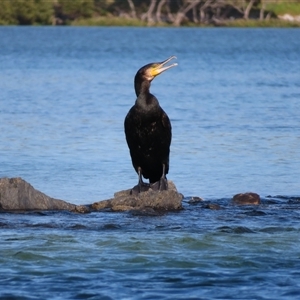 Phalacrocorax carbo at North Narooma, NSW - 14 Mar 2025 09:23 AM
