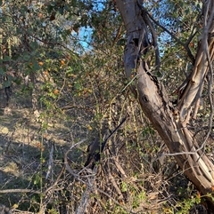 Rosa rubiginosa (Sweet Briar, Eglantine) at Watson, ACT - 12 Mar 2025 by waltraud