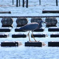 Egretta novaehollandiae (White-faced Heron) at Narooma, NSW - 14 Mar 2025 by MB