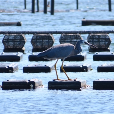 Egretta novaehollandiae (White-faced Heron) at Narooma, NSW - 14 Mar 2025 by MB