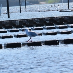 Chroicocephalus novaehollandiae (Silver Gull) at Narooma, NSW - Yesterday by MB