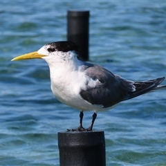 Thalasseus bergii (Crested Tern) at Narooma, NSW - 14 Mar 2025 by MB