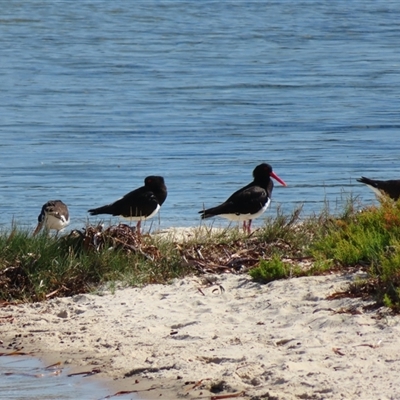 Haematopus longirostris (Australian Pied Oystercatcher) at Narooma, NSW - Yesterday by MB