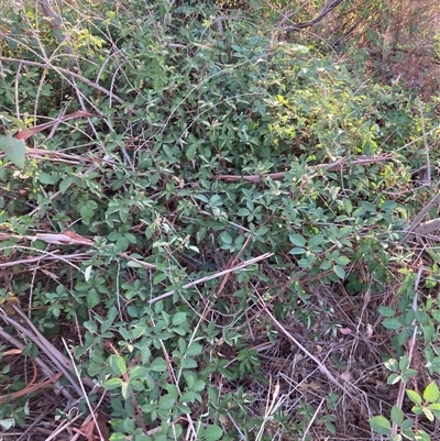 Rubus anglocandicans (Blackberry) at Watson, ACT - 12 Mar 2025 by waltraud