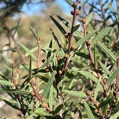 Acacia siculiformis (Dagger Wattle) at Adaminaby, NSW - 13 Mar 2025 by JaneR