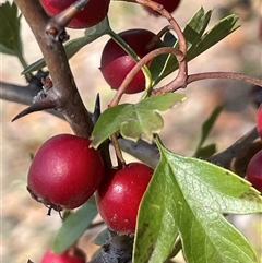 Crataegus monogyna (Hawthorn) at Adaminaby, NSW - 13 Mar 2025 by JaneR