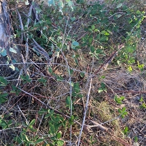 Rubus anglocandicans at Kenny, ACT - 12 Mar 2025 06:26 PM
