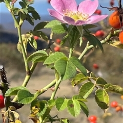 Rosa rubiginosa (Sweet Briar, Eglantine) at Adaminaby, NSW - 13 Mar 2025 by JaneR