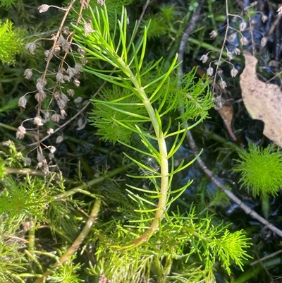 Myriophyllum variifolium (Varied Water-milfoil) at Adaminaby, NSW - 13 Mar 2025 by JaneR