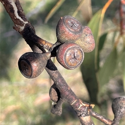 Eucalyptus pauciflora subsp. pauciflora (White Sally, Snow Gum) at Adaminaby, NSW - 13 Mar 2025 by JaneR