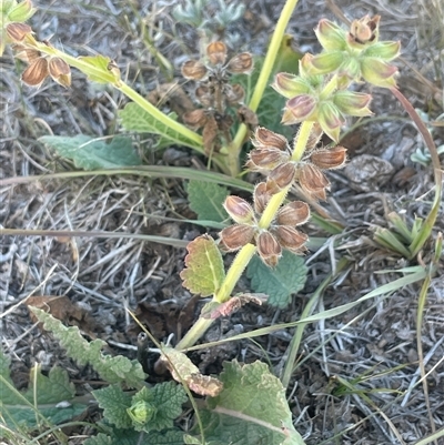 Salvia verbenaca var. verbenaca (Wild Sage) at Adaminaby, NSW - 13 Mar 2025 by JaneR