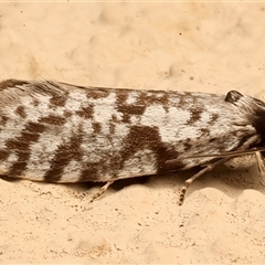 Conoeca guildingi (A case moth) at Ainslie, ACT - 5 Mar 2025 by jb2602