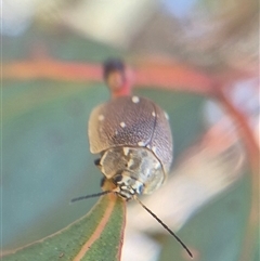 Paropsis aegrota (Eucalyptus Tortoise Beetle) at Bungendore, NSW - 14 Mar 2025 by clarehoneydove