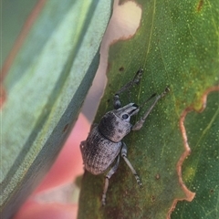 Polyphrades paganus (A weevil) at Bungendore, NSW - 14 Mar 2025 by clarehoneydove