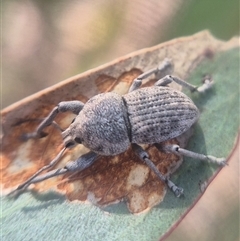 Polyphrades paganus at Bungendore, NSW - 14 Mar 2025 09:44 AM