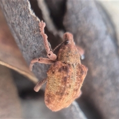 Gonipterus sp. (genus) (Eucalyptus Weevil) at Bungendore, NSW - 14 Mar 2025 by clarehoneydove