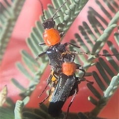 Chauliognathus tricolor (Tricolor soldier beetle) at Bungendore, NSW - 14 Mar 2025 by clarehoneydove