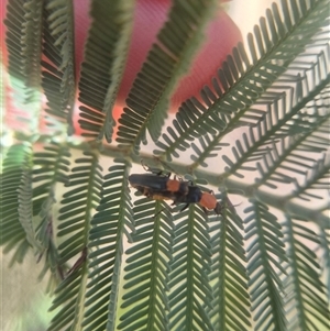 Chauliognathus tricolor at Bungendore, NSW - 14 Mar 2025 10:05 AM