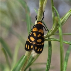 Asura lydia (Lydia Lichen Moth) at Bungendore, NSW - 12 Mar 2025 by clarehoneydove