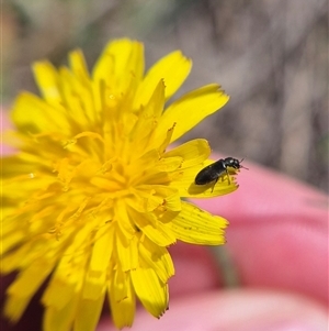 Dasytinae (subfamily) at Currawang, NSW - 11 Mar 2025 01:14 PM