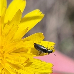 Dasytinae (subfamily) at Currawang, NSW - 11 Mar 2025 01:14 PM