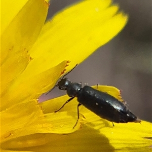 Dasytinae (subfamily) at Currawang, NSW - 11 Mar 2025 01:14 PM