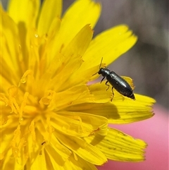 Dasytinae (subfamily) at Currawang, NSW - 11 Mar 2025 01:14 PM