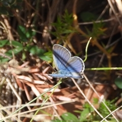 Zizina otis (Common Grass-Blue) at Brindabella, ACT - 9 Mar 2025 by DavidDedenczuk