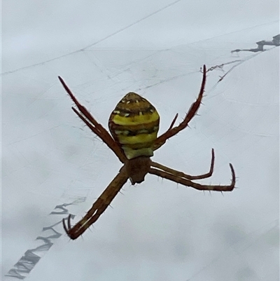 Argiope sp. (genus) at Port Douglas, QLD - 14 Mar 2025 by LPW