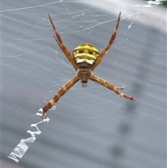Argiope sp. (genus) at Port Douglas, QLD - 14 Mar 2025 11:44 AM