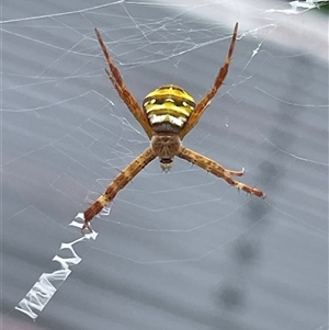 Argiope sp. (genus) at Port Douglas, QLD - 14 Mar 2025 11:44 AM