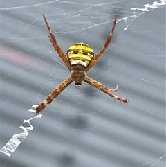 Argiope (genus) at Port Douglas, QLD - 14 Mar 2025 11:44 AM