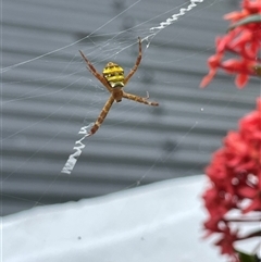 Argiope sp. (genus) at Port Douglas, QLD - 14 Mar 2025 11:44 AM