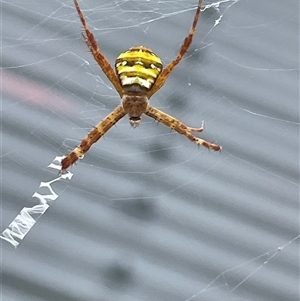 Argiope sp. (genus) at Port Douglas, QLD - 14 Mar 2025 11:44 AM