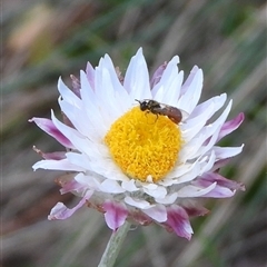 Exoneura sp. (genus) (A reed bee) at Cotter River, ACT - 9 Mar 2025 by DavidDedenczuk