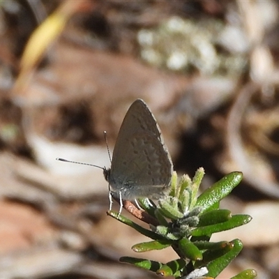 Zizina otis (Common Grass-Blue) at Cotter River, ACT - 9 Mar 2025 by DavidDedenczuk